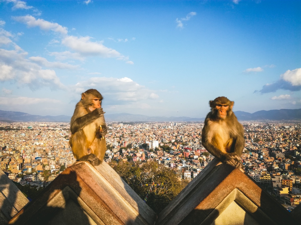 Monkeys in Swaymbunath